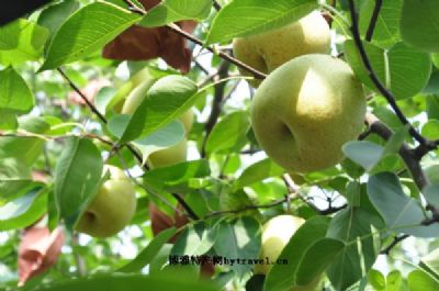 阎良酥梨图文介绍