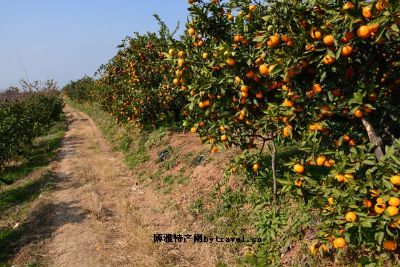 褒河蜜橘图文介绍