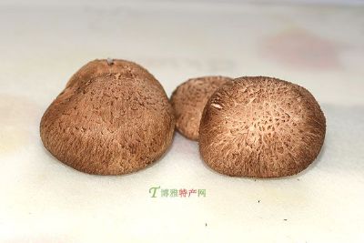 留坝香菇，陕西汉中特产留坝香菇图文介绍