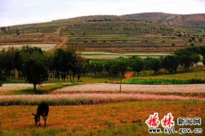 靖边荞麦图文介绍