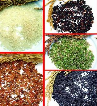 洋县五彩米,陕西汉中特产洋县五彩米图文介绍