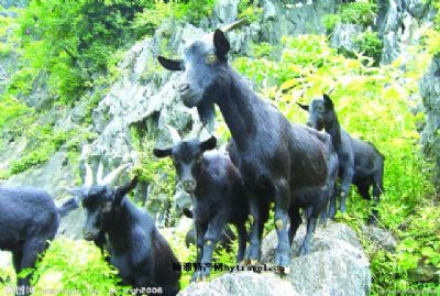 沁水黑山羊，山西晋城特产沁水黑山羊图文介绍