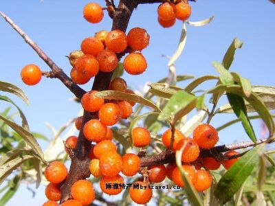 右玉沙棘,山西朔州特产右玉沙棘图文介绍