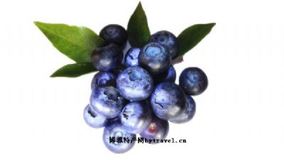 安仁蓝莓，四川成都特产安仁蓝莓图文介绍