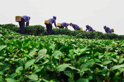 邛崃黑茶，四川成都特产邛崃黑茶图文介绍