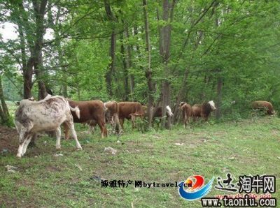 蜀宣花牛，四川达州特产蜀宣花牛图文介绍