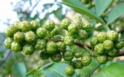 泸县青花椒，四川泸州特产泸县青花椒图文介绍