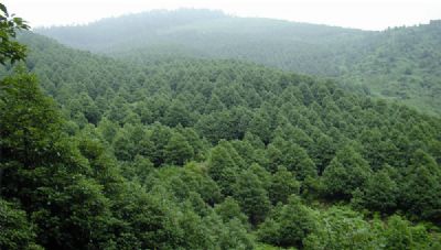 宜宾油樟，四川宜宾特产宜宾油樟图文介绍