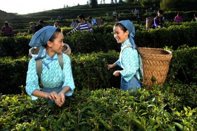 古蔺牛皮茶，四川泸州特产古蔺牛皮茶图文介绍