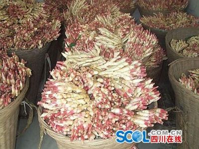 千佛竹根姜,四川南充特产千佛竹根姜图文介绍