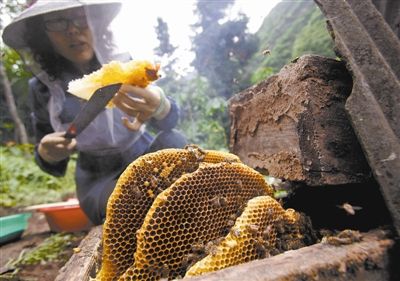 平武中蜂图文介绍