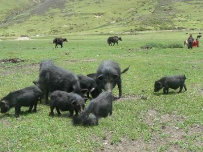 色湾藏香猪，四川阿坝特产色湾藏香猪图文介绍