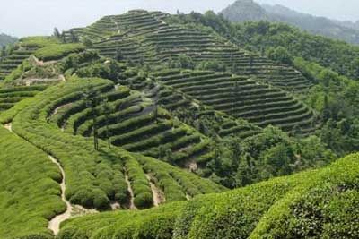 平昌富硒茶图文介绍