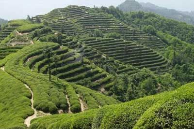 通江富硒茶，四川巴中特产通江富硒茶图文介绍