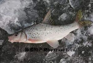 鲴鱼，台湾嘉义特产鲴鱼图文介绍