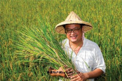 池上米，台湾台东特产池上米图文介绍
