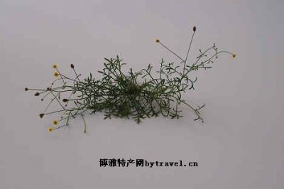 风茹草,台湾澎湖特产风茹草图文介绍