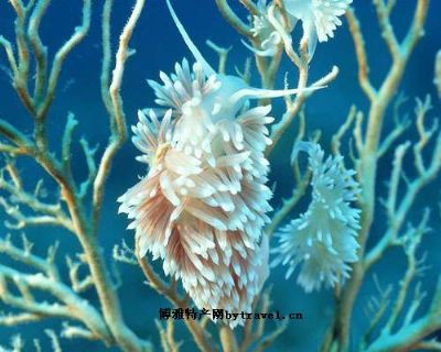 珊瑚，台湾澎湖特产珊瑚图文介绍