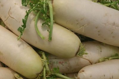 沙沃萝卜，天津滨海新区特产沙沃萝卜图文介绍