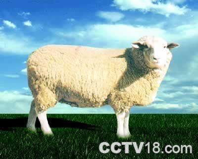 白头萨福克羊，天津河北区特产白头萨福克羊图文介绍