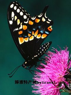 蝴蝶，香港特产蝴蝶图文介绍