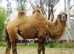 双峰野骆驼，新疆哈密市特产双峰野骆驼图文介绍