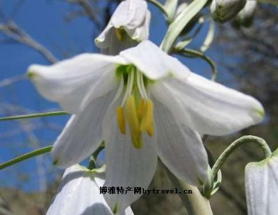 兰花贝母图文介绍