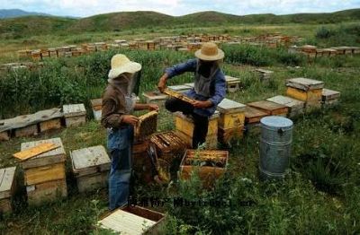 野生山花蜜，新疆塔城特产野生山花蜜图文介绍