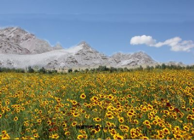 克里阳雪菊，新疆和田特产克里阳雪菊图文介绍