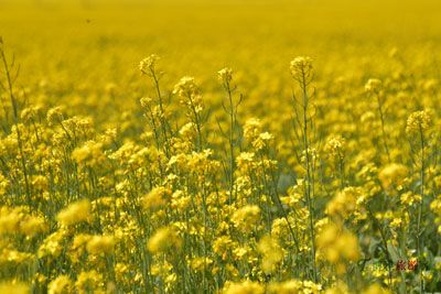 昭苏油菜，新疆伊犁特产昭苏油菜图文介绍