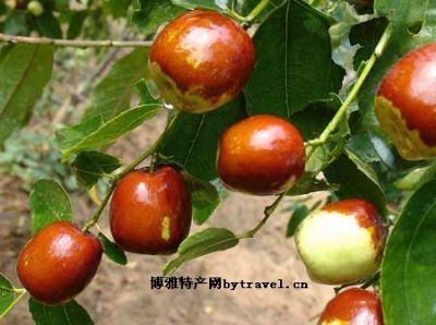 策勒红枣，新疆和田特产策勒红枣图文介绍