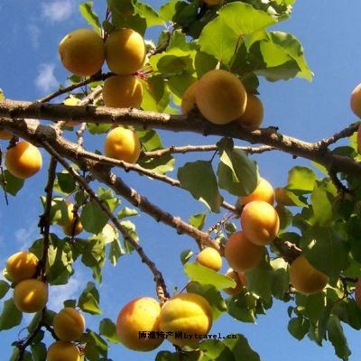 巩留树上干杏，新疆伊犁特产巩留树上干杏图文介绍