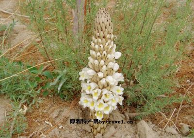 和田管花肉苁蓉，新疆和田特产和田管花肉苁蓉图文介绍