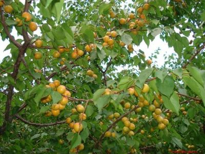 霍城树上干杏，新疆伊犁特产霍城树上干杏图文介绍