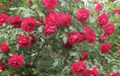 霍城玫瑰，新疆伊犁特产霍城玫瑰图文介绍