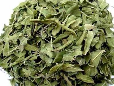 沙雅罗布麻茶,新疆阿克苏特产沙雅罗布麻茶图文介绍