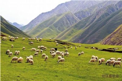 且末羊，新疆巴音郭楞特产且末羊图文介绍