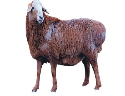 哈萨克羊，新疆塔城特产哈萨克羊图文介绍