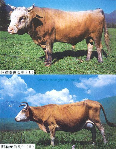 阿勒泰白头牛，新疆阿勒泰特产阿勒泰白头牛图文介绍