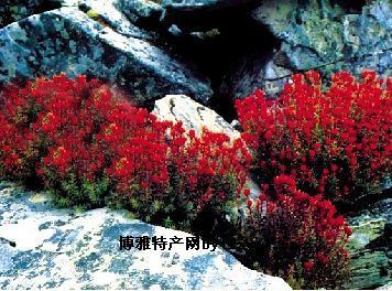 西藏红景天图文介绍