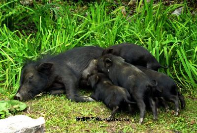 工布江达藏猪图文介绍