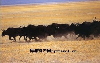 野牦牛，西藏阿里特产野牦牛图文介绍