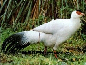 藏马鸡，西藏山南特产藏马鸡图文介绍
