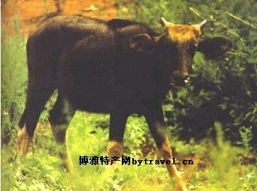 野牛，西藏昌都特产野牛图文介绍