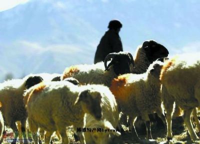 岗巴羊，西藏日喀则特产岗巴羊图文介绍