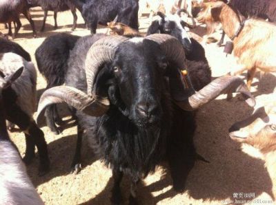 安多绵羊，西藏那曲特产安多绵羊图文介绍