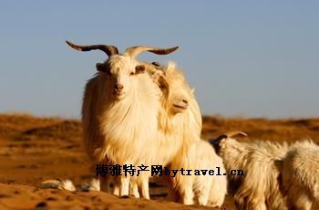 日土白绒山羊，西藏阿里特产日土白绒山羊图文介绍