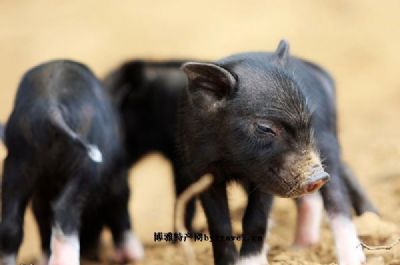 错高藏香猪，西藏林芝特产错高藏香猪图文介绍