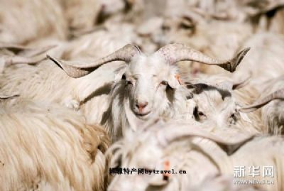日土山羊绒，西藏阿里特产日土山羊绒图文介绍