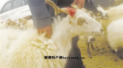 多玛羊毛图文介绍